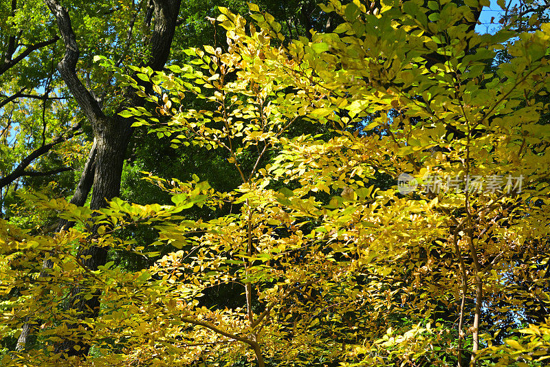 美丽秋色的树叶，玉川之井，日本东京(10 - 11月-2022)